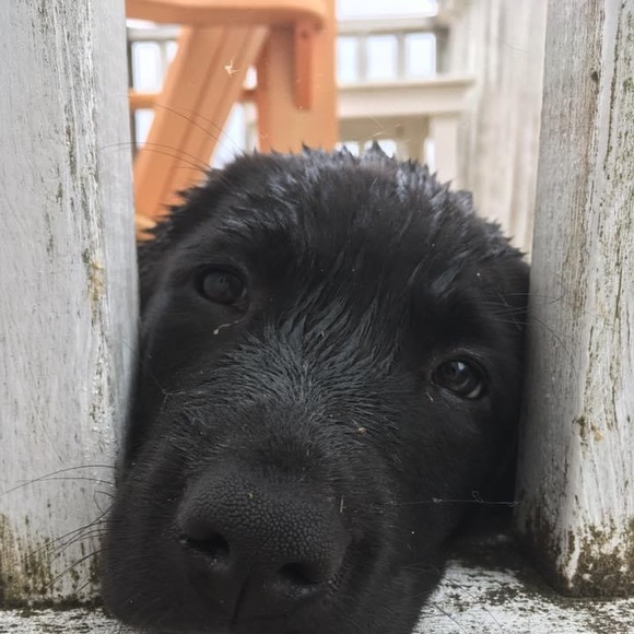 Meet your Posher, Alexa - Picture 1 of 1